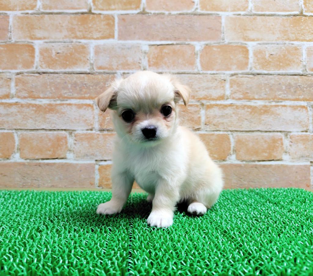 茨城県のチワワ(ロング) (OneBuddyトモニー水戸店/2026年4月20日生まれ/女の子/クリーム)の子犬