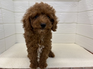 千葉県のトイプードル(トイ) (ペッツワン富津店/2026年4月30日生まれ/男の子/レッド)の子犬