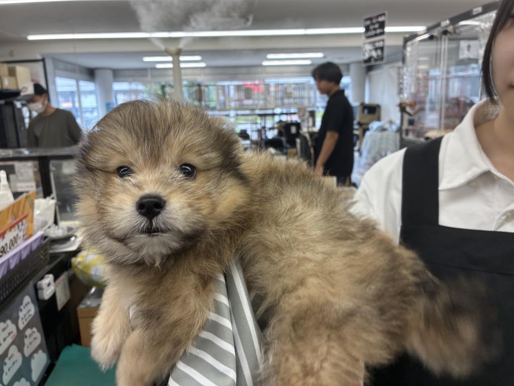 北海道のハーフ犬・ミックス犬 (ジャパンペッツトレーディング新発寒店/2026年4月17日生まれ/女の子/OR)の子犬の2枚目の画像