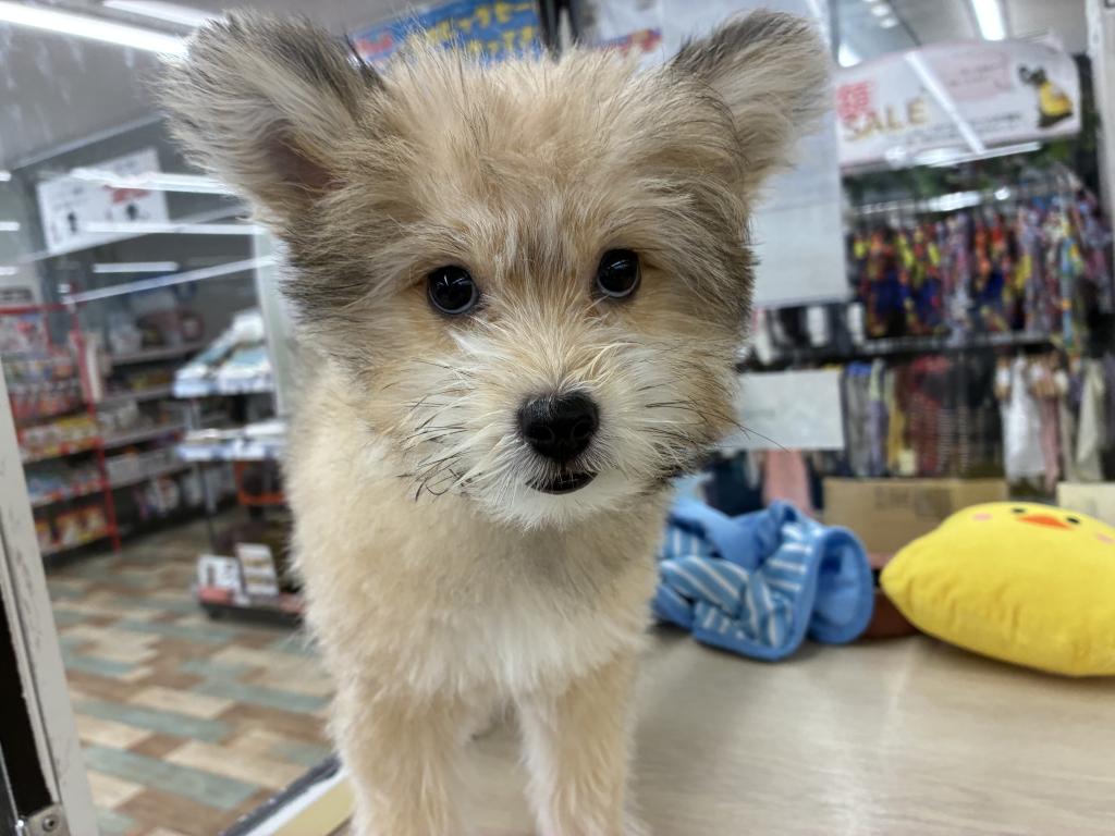 北海道のハーフ犬・ミックス犬 (ジャパンペッツトレーディング新発寒店/2026年4月17日生まれ/女の子/OR)の子犬の3枚目の画像