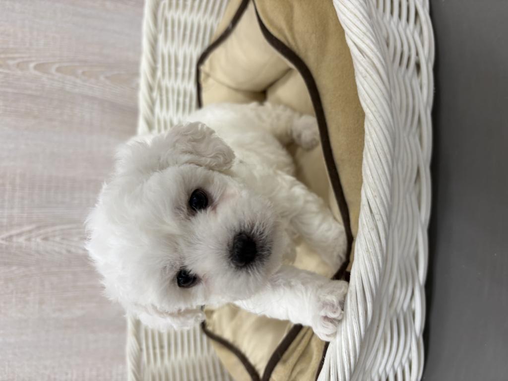 栃木県のビションフリーゼ (OneBuddy宇都宮店/2026年5月14日生まれ/女の子/ホワイト)の子犬