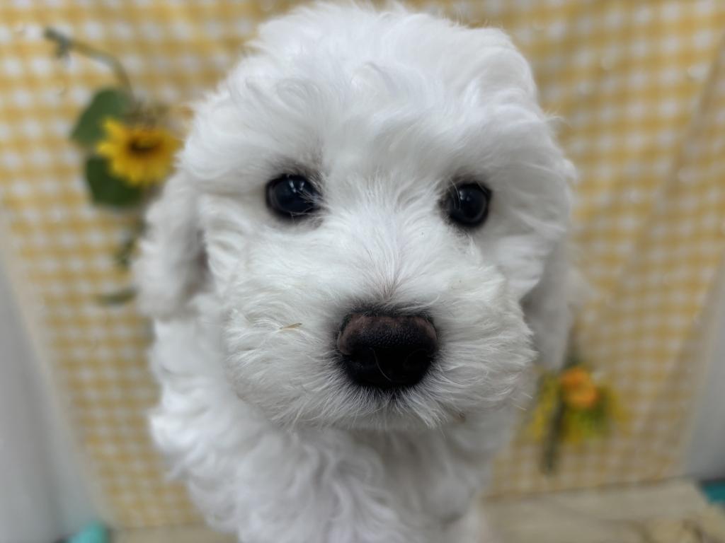 茨城県のビションフリーゼ (ペットアミつくば東店/2026年5月14日生まれ/男の子/ホワイト)の子犬の1枚目の画像