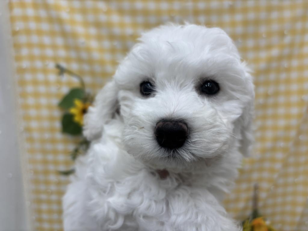 茨城県のビションフリーゼ (ペットアミつくば東店/2026年5月14日生まれ/男の子/ホワイト)の子犬の2枚目の画像