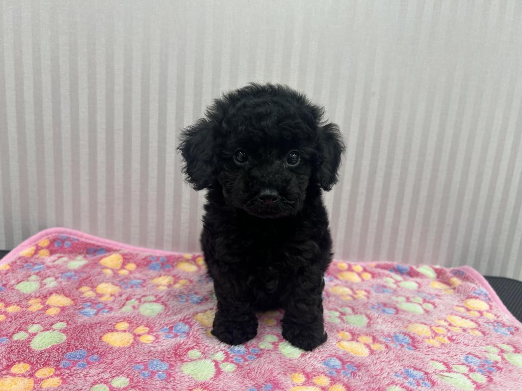 埼玉県のトイプードル(トイ) (OneBuddy南越谷店/2026年4月4日生まれ/男の子/BK)の子犬の1枚目の画像