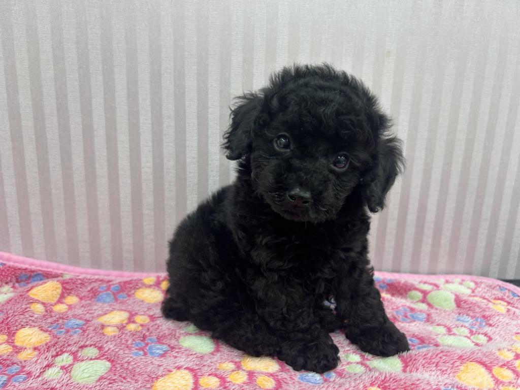 埼玉県のトイプードル(トイ) (OneBuddy南越谷店/2026年4月4日生まれ/男の子/BK)の子犬の2枚目の画像