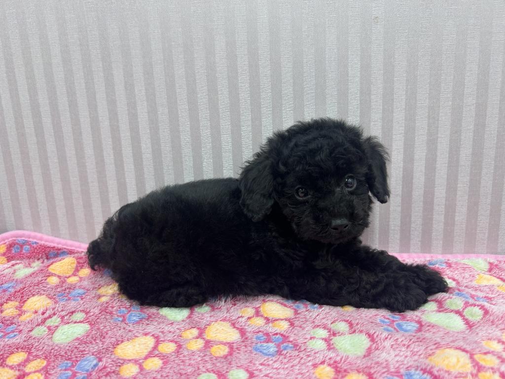 埼玉県のトイプードル(トイ) (OneBuddy南越谷店/2026年4月4日生まれ/男の子/BK)の子犬の3枚目の画像