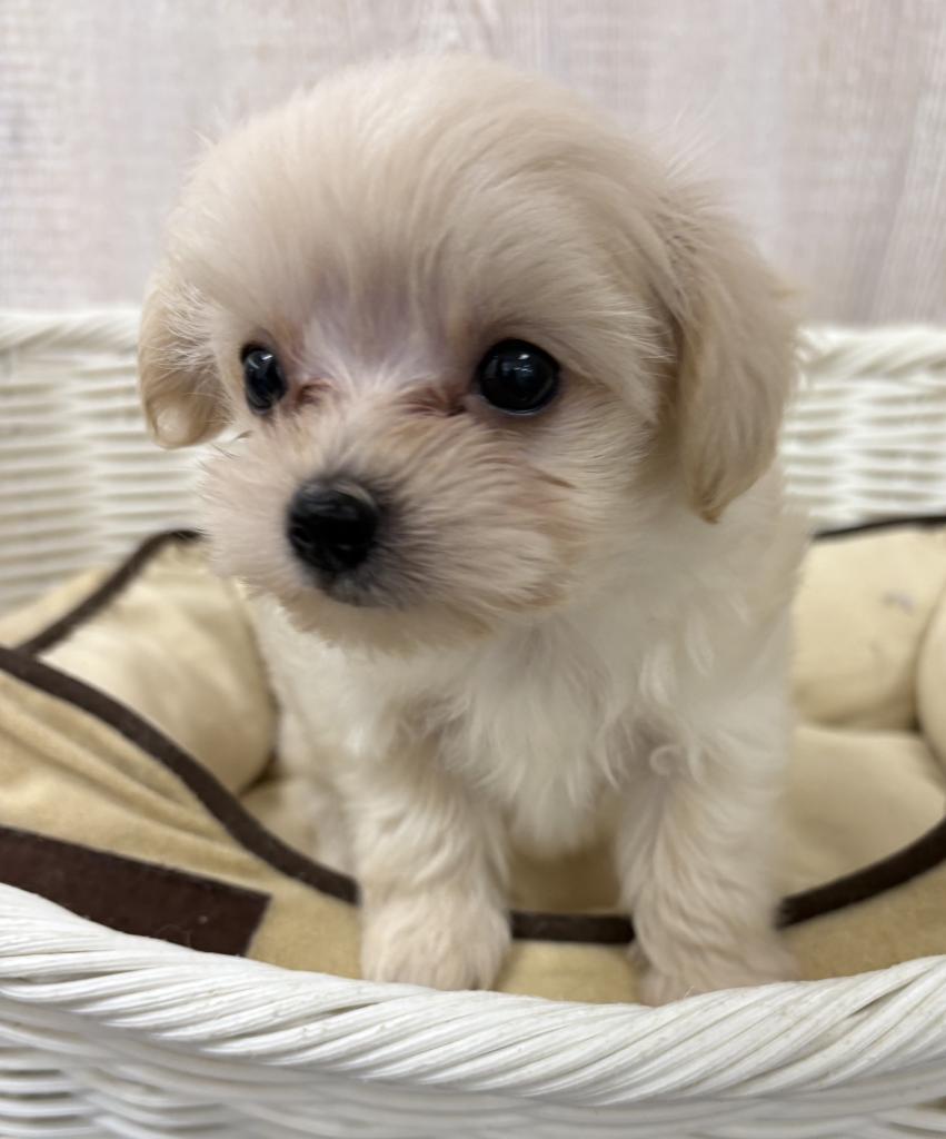 栃木県のハーフ犬・ミックス犬 (OneBuddy宇都宮店/2026年4月7日生まれ/男の子/CR)の子犬の1枚目の画像