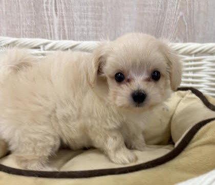 栃木県のハーフ犬・ミックス犬 (OneBuddy宇都宮店/2026年4月7日生まれ/男の子/CR)の子犬の2枚目の画像