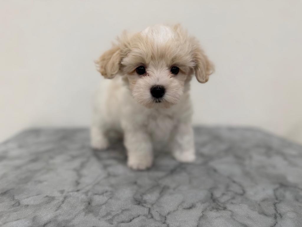 2026年4月7日生まれのハーフ犬・ミックス犬