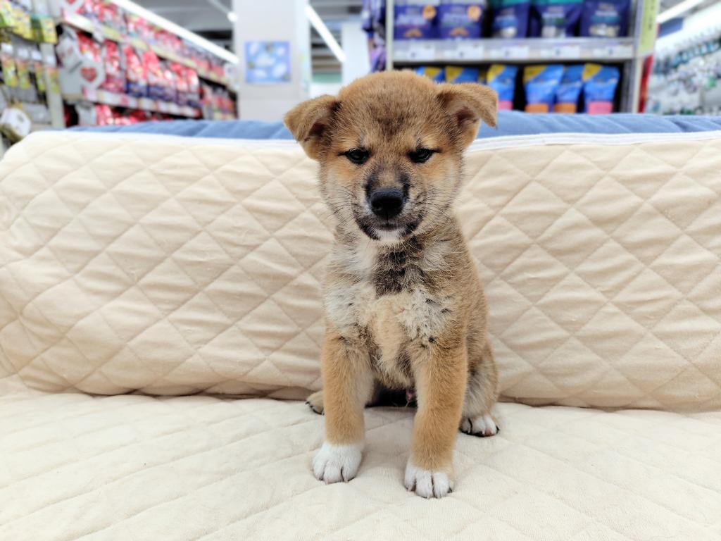 茨城県の柴犬(標準サイズ) (OneBuddyトモニー水戸店/2026年6月13日生まれ/男の子/赤)の子犬