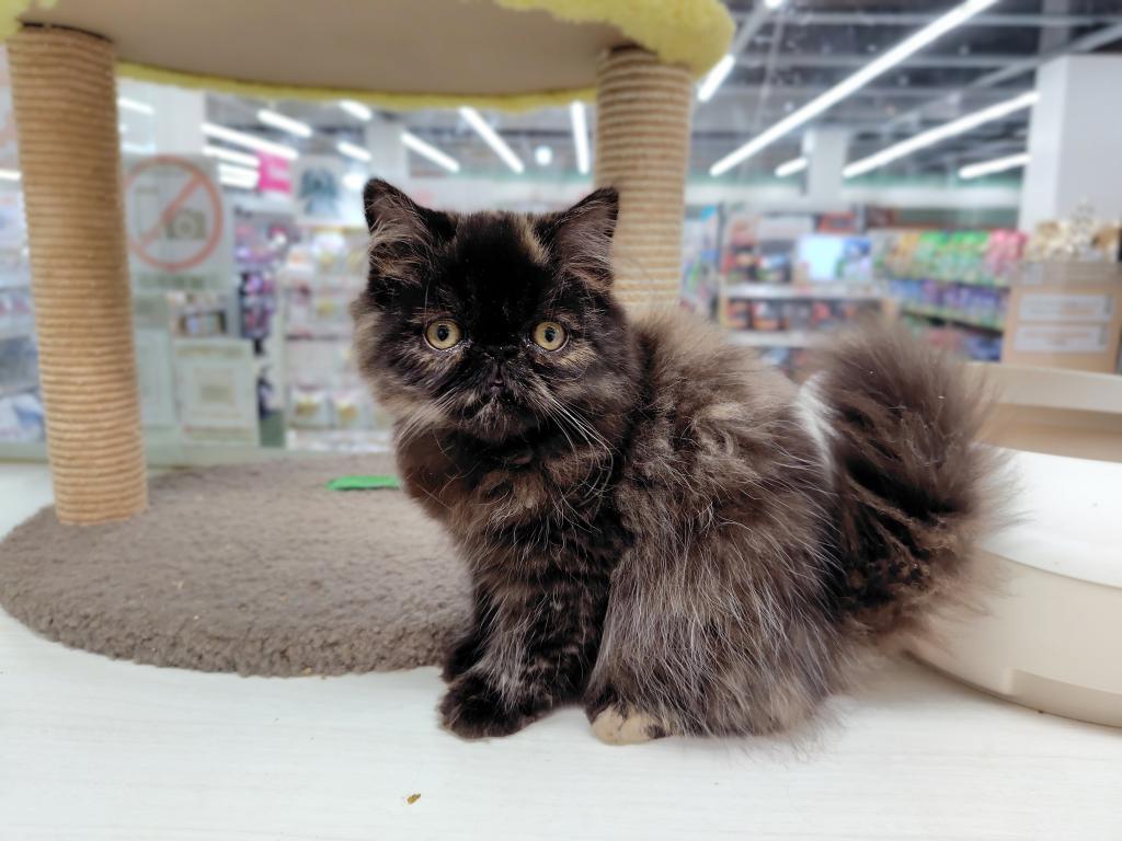 茨城県のエキゾチック (OneBuddyトモニー水戸店/2026年6月13日生まれ/女の子/トーティー)の子猫