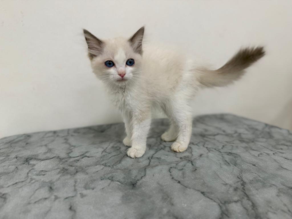 茨城県のラグドール (OneBuddy古河店/2026年6月13日生まれ/女の子/シールポイントバイカラー)の子猫
