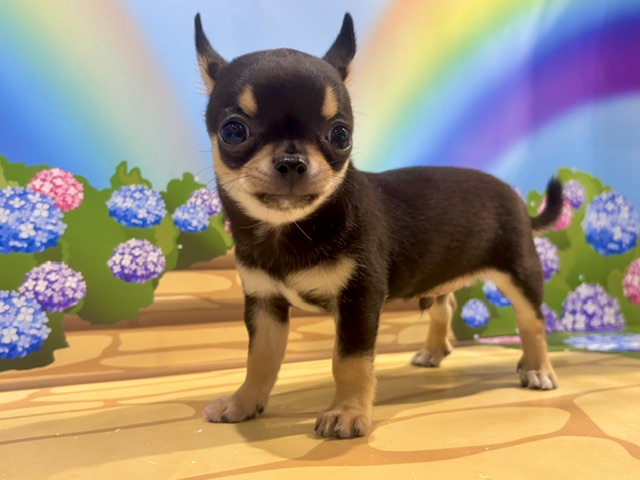 栃木県のチワワ(スムース) (ペッツワン小山店/2026年6月6日生まれ/男の子/ブラッククリーム)の子犬の1枚目の画像