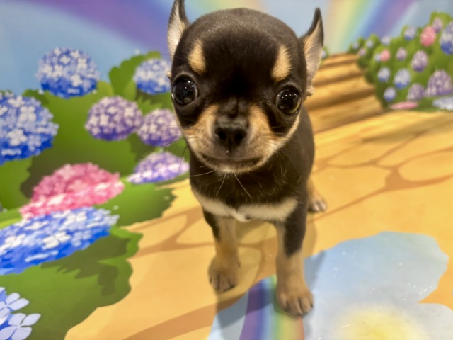 栃木県のチワワ(スムース) (ペッツワン小山店/2026年6月6日生まれ/男の子/ブラッククリーム)の子犬の4枚目の画像