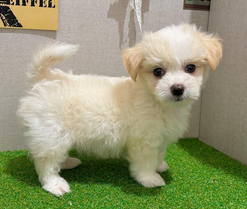 茨城県のハーフ犬・ミックス犬 (ペッツワン水戸店/2026年6月21日生まれ/男の子/CR/W)の子犬の2枚目の画像