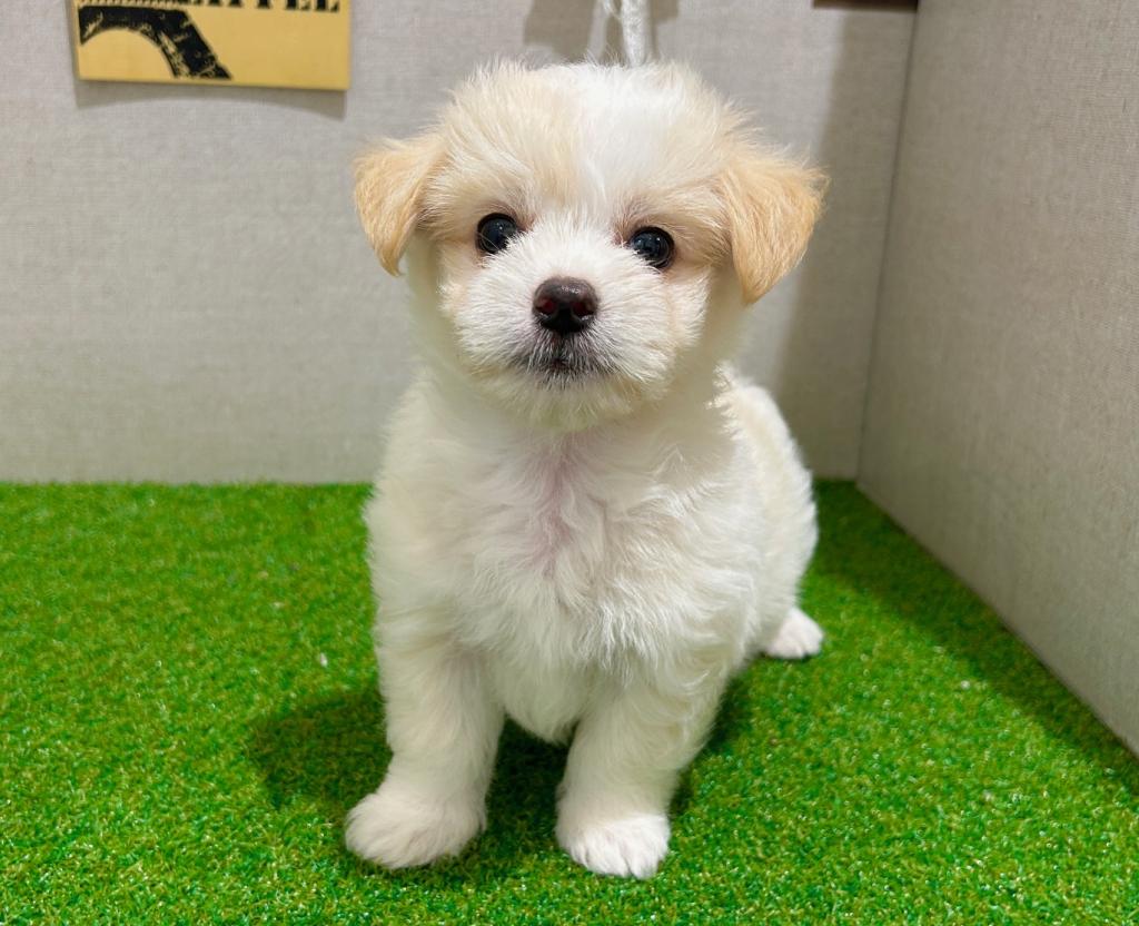 茨城県のハーフ犬・ミックス犬 (ペッツワン水戸店/2026年6月21日生まれ/男の子/CR/W)の子犬の3枚目の画像