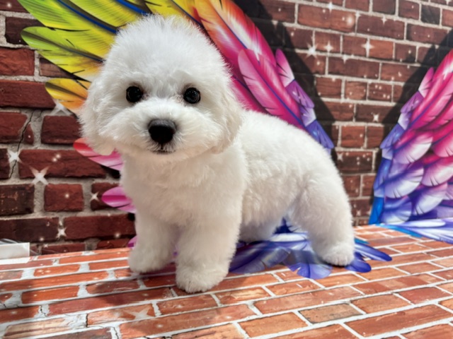 栃木県のビションフリーゼ (ペッツワン小山店/2026年6月21日生まれ/男の子/ホワイト)の子犬の3枚目の画像