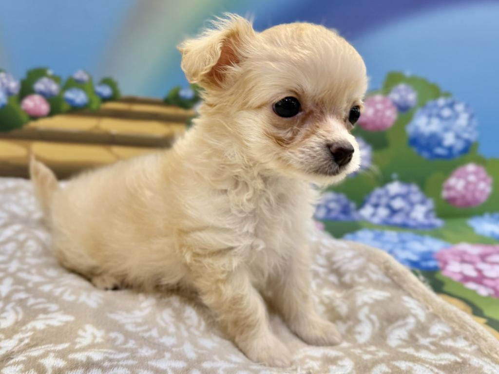 栃木県のハーフ犬・ミックス犬 (ペッツワン宇都宮平出店/2026年7月16日生まれ/女の子/クリーム)の子犬の2枚目の画像