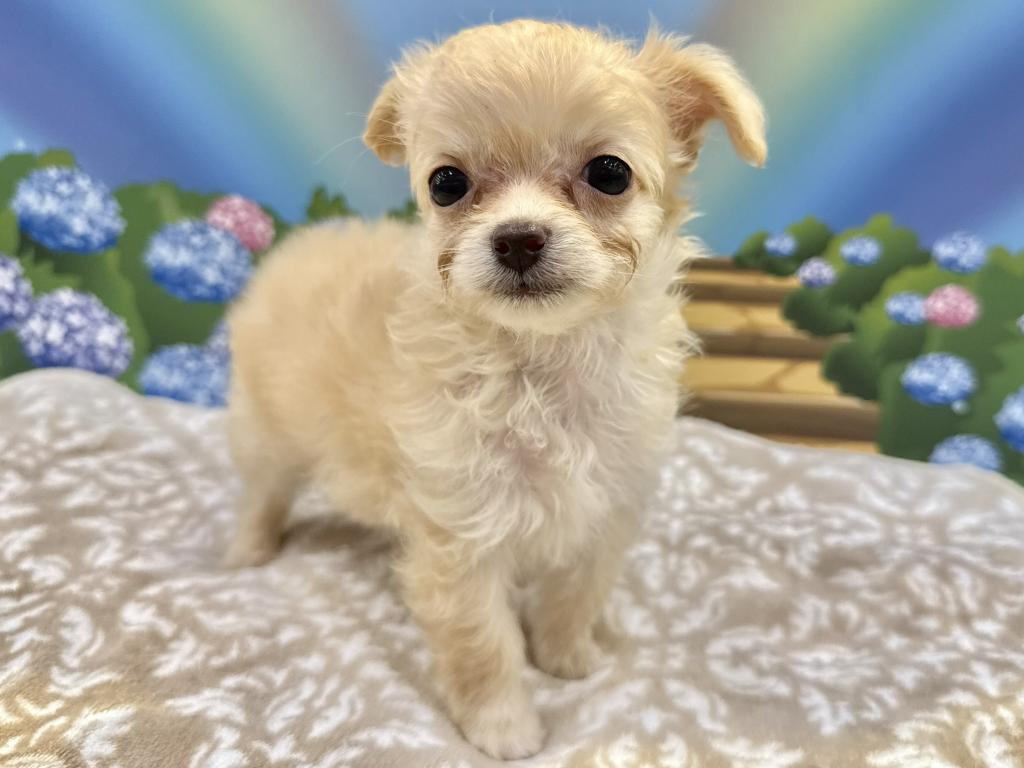栃木県のハーフ犬・ミックス犬 (ペッツワン宇都宮平出店/2026年7月16日生まれ/女の子/クリーム)の子犬の3枚目の画像