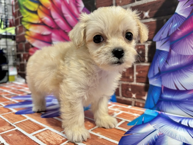 栃木県のハーフ犬・ミックス犬 (ペッツワン小山店/2026年7月16日生まれ/男の子/クリーム)の子犬の2枚目の画像