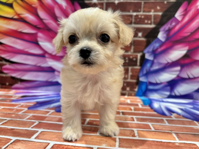 栃木県のハーフ犬・ミックス犬 (ペッツワン小山店/2026年7月16日生まれ/男の子/クリーム)の子犬の3枚目の画像