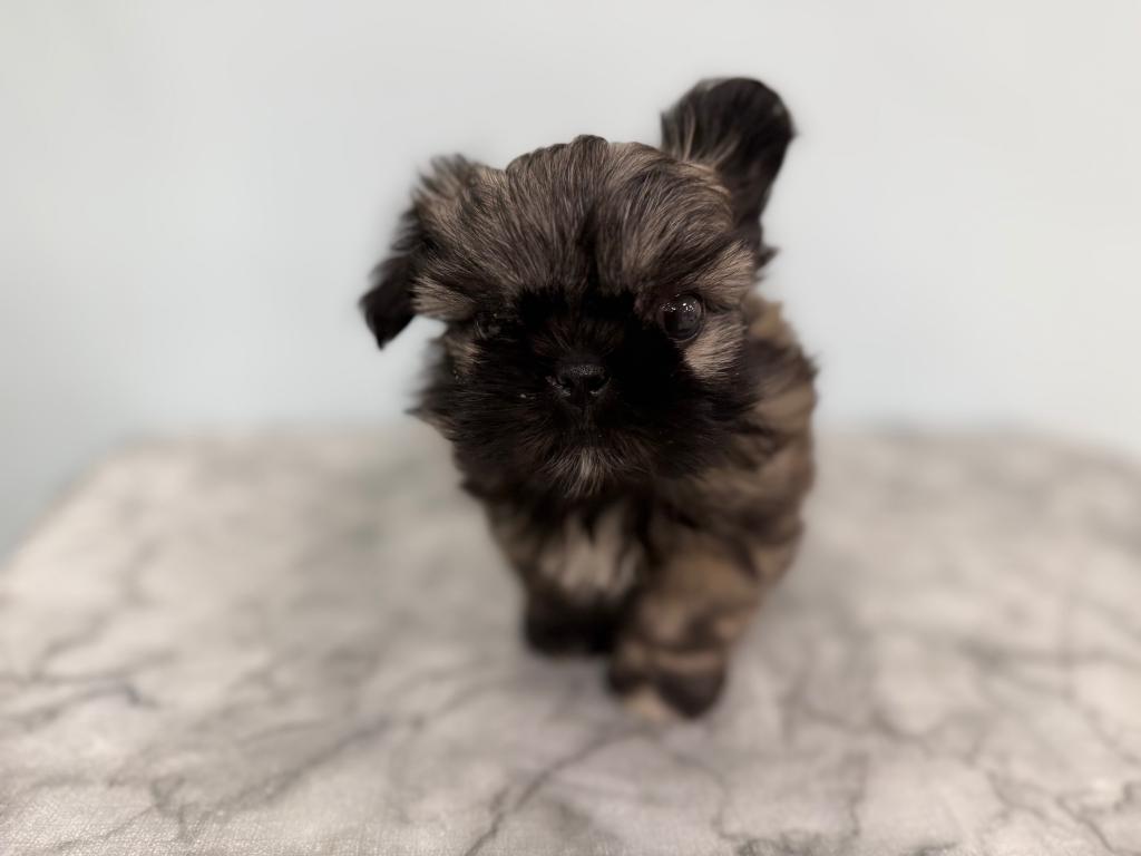 茨城県のハーフ犬・ミックス犬 (OneBuddy古河店/2026年7月6日生まれ/女の子/フォーンホワイト)の子犬