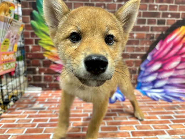 栃木県の柴犬(標準サイズ) (ペッツワン小山店/2026年6月13日生まれ/男の子/赤)の子犬の1枚目の画像