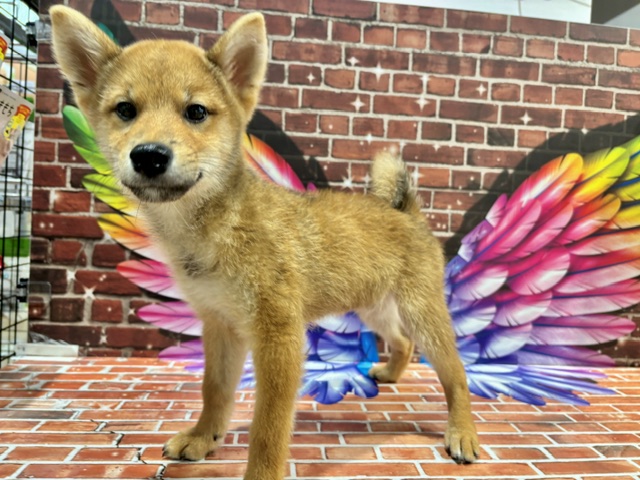 栃木県の柴犬(標準サイズ) (ペッツワン小山店/2026年6月13日生まれ/男の子/赤)の子犬の2枚目の画像