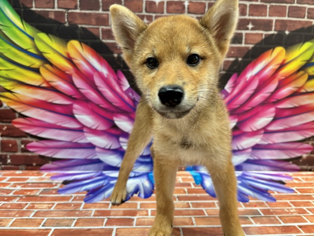 栃木県の柴犬(標準サイズ) (ペッツワン小山店/2026年6月13日生まれ/男の子/赤)の子犬の4枚目の画像