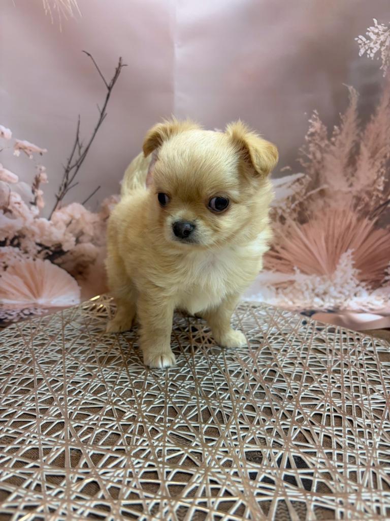 東京都のチワワ(ロング) (OneBuddy町田三輪店/2026年7月3日生まれ/男の子/レッド)の子犬の1枚目の画像