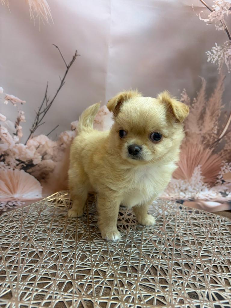 東京都のチワワ(ロング) (OneBuddy町田三輪店/2026年7月3日生まれ/男の子/レッド)の子犬の2枚目の画像