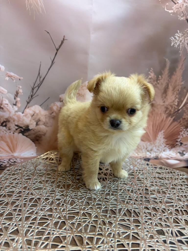 東京都のチワワ(ロング) (OneBuddy町田三輪店/2026年7月3日生まれ/男の子/レッド)の子犬の3枚目の画像