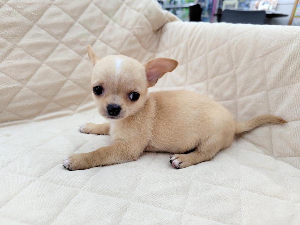 茨城県のチワワ(スムース) (OneBuddyトモニー水戸店/2026年6月23日生まれ/女の子/レッド)の子犬の1枚目の画像