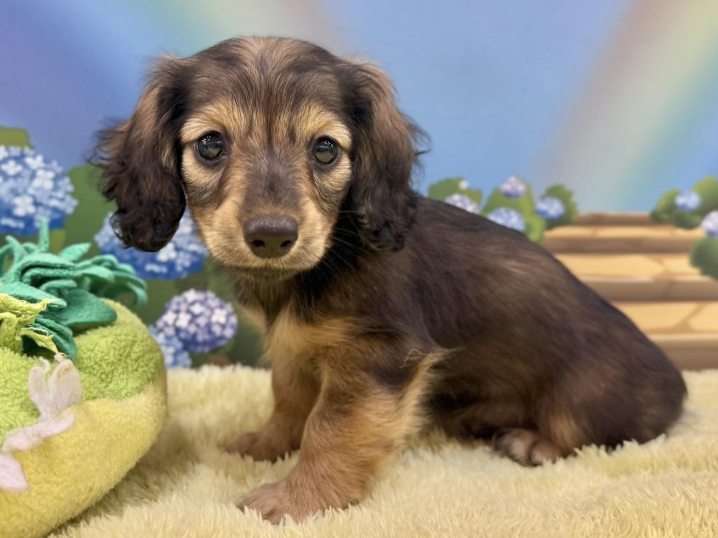 栃木県のミニチュアダックスフンド(ロング) (ペッツワン宇都宮平出店/2026年7月17日生まれ/女の子/レッド)の子犬の2枚目の画像