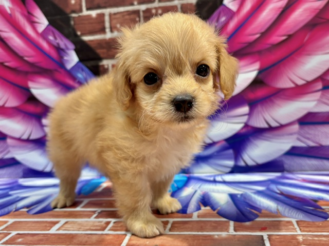 栃木県のハーフ犬・ミックス犬 (ペッツワン小山店/2026年7月16日生まれ/女の子/アプリコット)の子犬の1枚目の画像