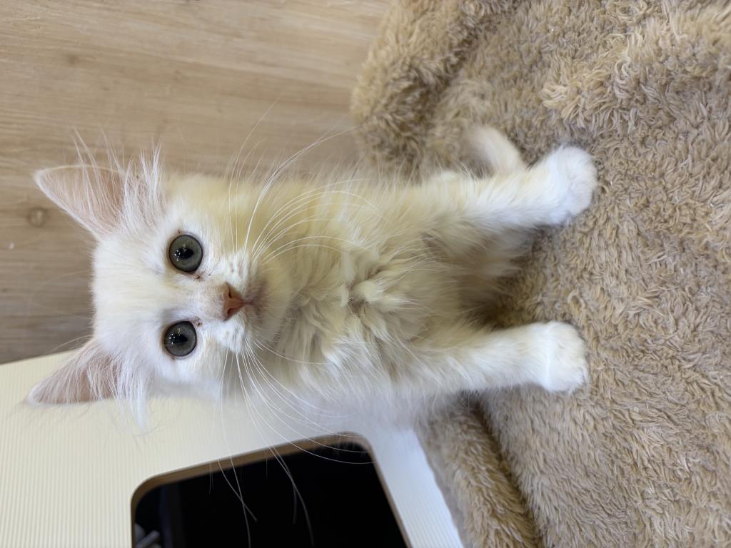 埼玉県のサイベリアン (OneDo吹上店/2026年6月14日生まれ/男の子/クリームタビー＆W)の子猫の2枚目の画像