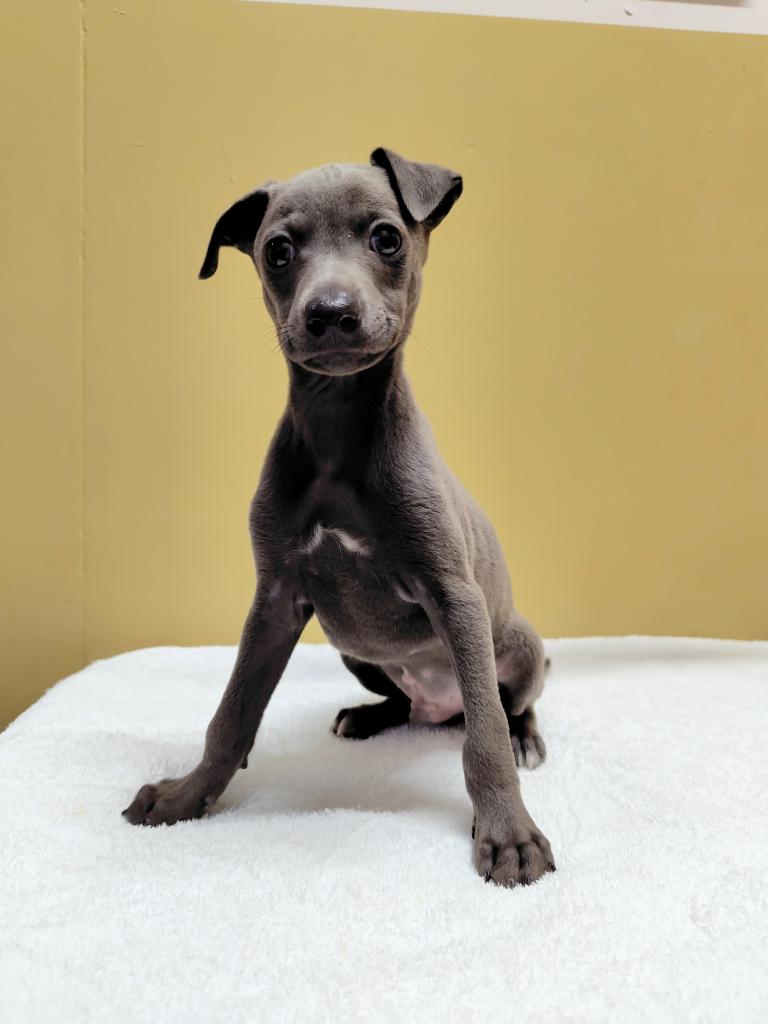 茨城県のイタリアングレーハウンド (OneBuddyトモニー水戸店/2026年2月3日生まれ/男の子/ブルー)の子犬