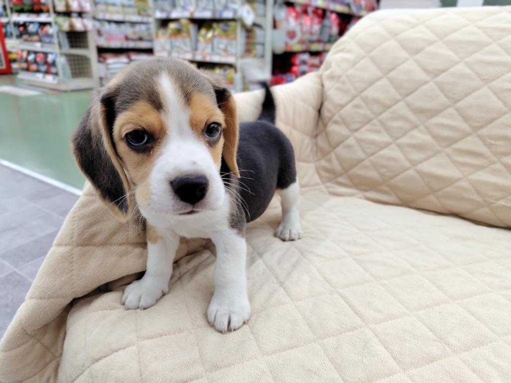 茨城県のビーグル (OneBuddyトモニー水戸店/2026年2月10日生まれ/男の子/B.T/WHT)の子犬