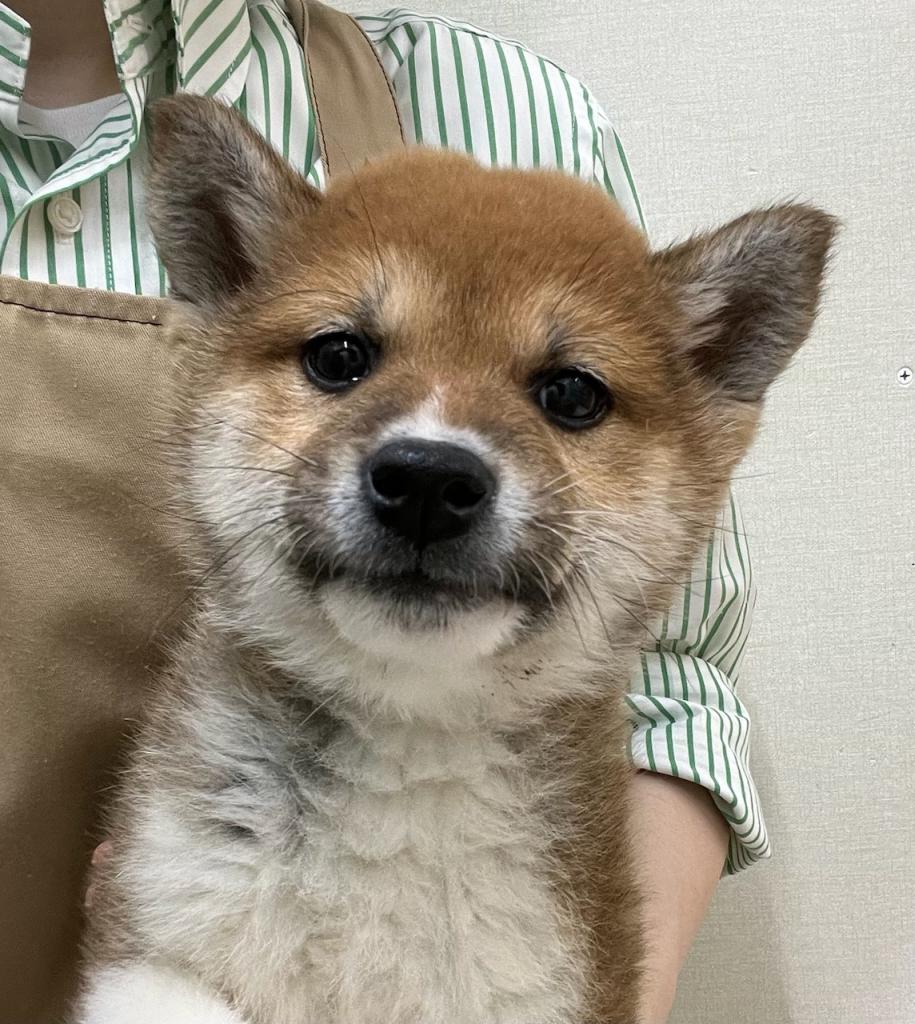 静岡県の柴犬(標準サイズ) (ペットアミ吉田店/2026年2月5日生まれ/男の子/赤)の子犬
