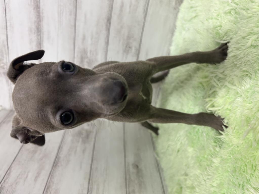 茨城県のイタリアングレーハウンド (OneBuddyトモニーつくば店/2026年2月3日生まれ/女の子/イザベラ)の子犬の1枚目の画像