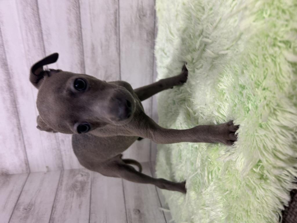 茨城県のイタリアングレーハウンド (OneBuddyトモニーつくば店/2026年2月3日生まれ/女の子/イザベラ)の子犬の2枚目の画像