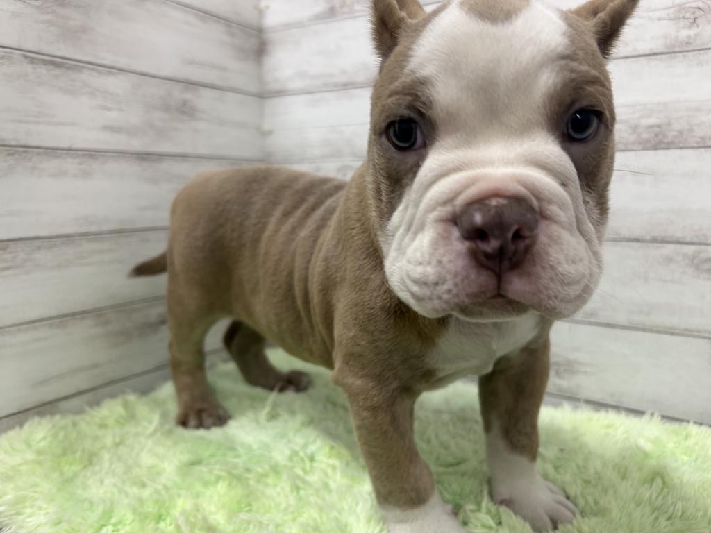 茨城県のアメリカンブリー (OneBuddyトモニーつくば店/2026年2月1日生まれ/男の子/ライラック)の子犬の1枚目の画像