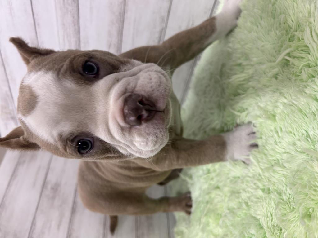 茨城県のアメリカンブリー (OneBuddyトモニーつくば店/2026年2月1日生まれ/男の子/ライラック)の子犬の2枚目の画像