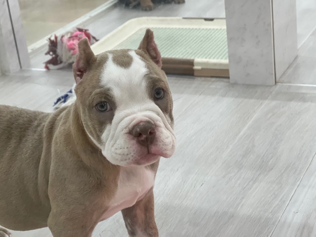 茨城県のアメリカンブリー (OneBuddyトモニーつくば店/2026年2月1日生まれ/男の子/ライラック)の子犬の3枚目の画像