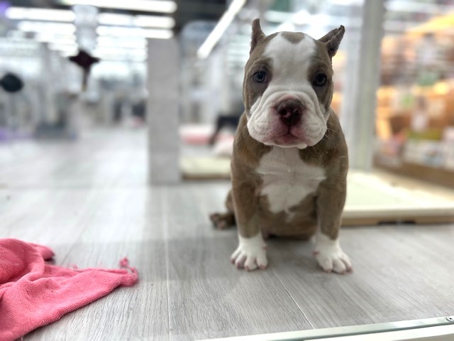 茨城県のアメリカンブリー (OneBuddyトモニーつくば店/2026年2月1日生まれ/男の子/ライラック)の子犬の4枚目の画像