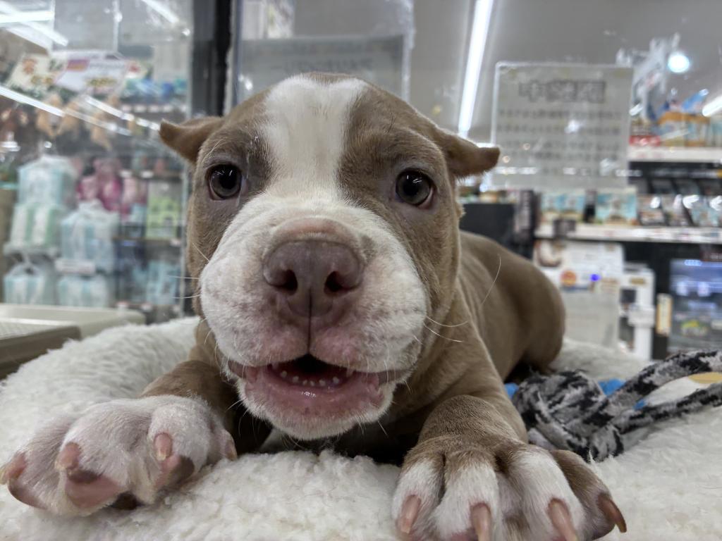 北海道のアメリカンブリー (ジャパンペッツトレーディング新発寒店/2026年2月1日生まれ/男の子/ライラック)の子犬