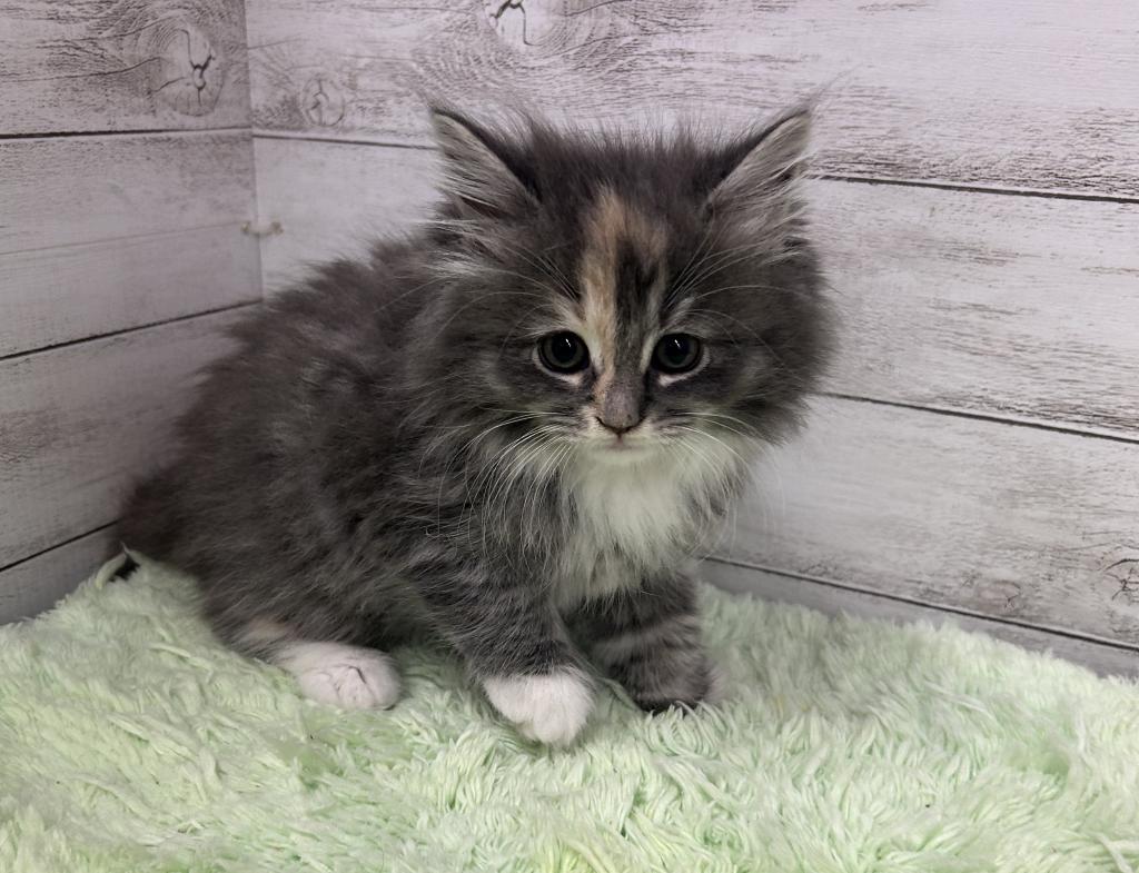 茨城県のサイベリアン (OneBuddyトモニーつくば店/2026年2月1日生まれ/女の子/ブルーパッチドタビーホワイト)の子猫の1枚目の画像
