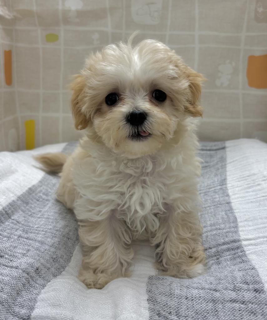 茨城県のハーフ犬・ミックス犬 (ペットアミ桜川店/2026年1月29日生まれ/男の子/AP)の子犬