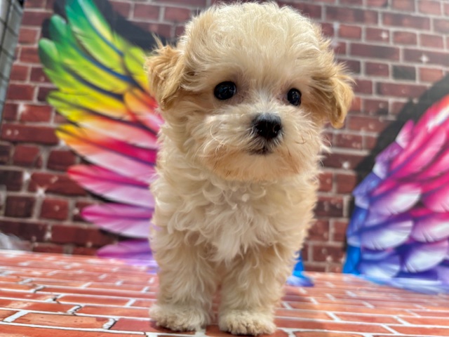 栃木県のハーフ犬・ミックス犬 (ペッツワン小山店/2026年1月29日生まれ/男の子/AP)の子犬の1枚目の画像