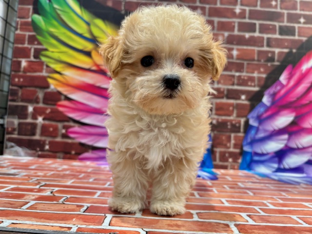 栃木県のハーフ犬・ミックス犬 (ペッツワン小山店/2026年1月29日生まれ/男の子/AP)の子犬の2枚目の画像